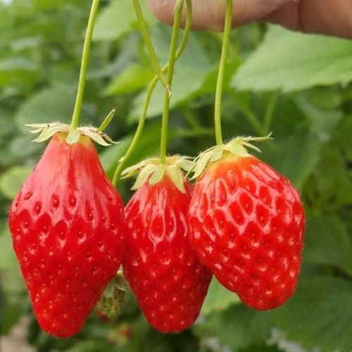 봄의 여왕, 딸기 -맛있는 딸기 고르는법 & 효능-