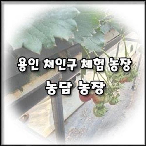 처인구 아이랑 체험농장] 딸기 및 방울토마토 따기 체험 농담