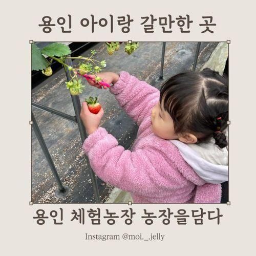 경기도 용인 아이랑 갈만한 곳 농장을 담다 딸기체험 농장 체험...