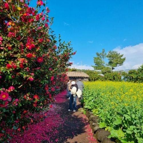 겨울 제주도 동백꽃 명소 휴애리 자연생활공원 유채꽃 개화시기