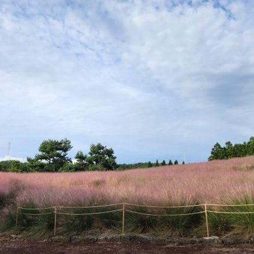 제주도 핑크뮬리 애견동반가능한 휴애리 자연생활공원