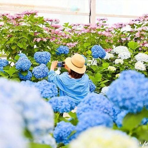 제주 수국 명소 휴애리 수국축제 입장료 휴애리자연생활공원