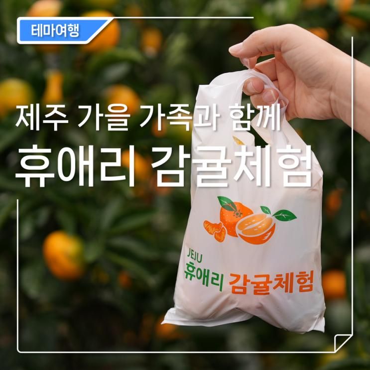 제주 귤따기 체험 [휴애리 자연생활공원 감귤체험] 제주도 가을...