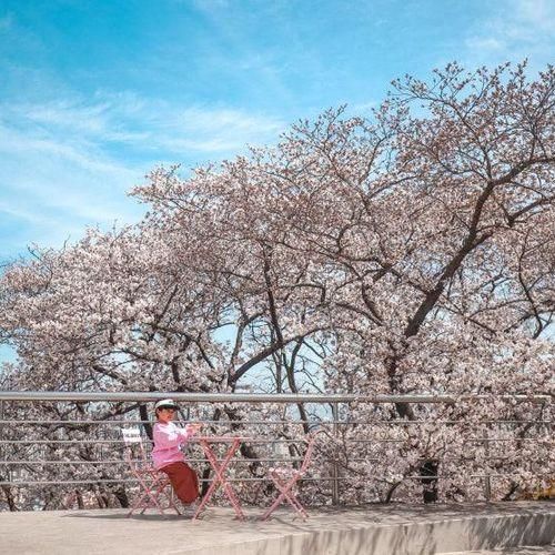 대구 이월드 벚꽃축제 블라썸 피크닉  벚꽃명소 야간도 예뻐요