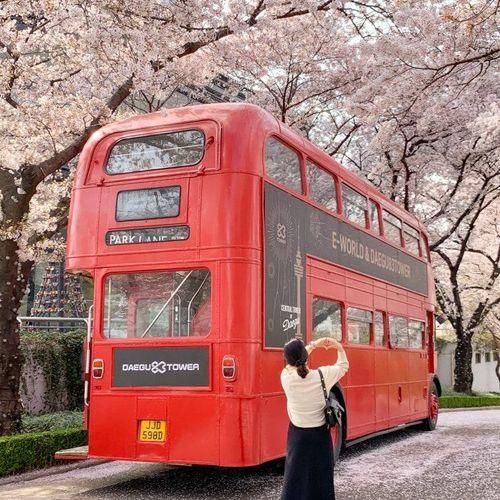 대구 벚꽃 명소 이월드 블라썸 피크닉 벚꽃축제 83타워 주차...