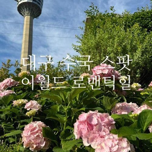 대구 수국 명소 대구 수국 스팟 이월드 로맨틱힐