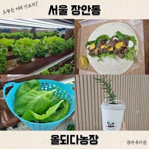 서울 비건 여행 : 올되다농장 장안동 도심 속 식물농장에서...