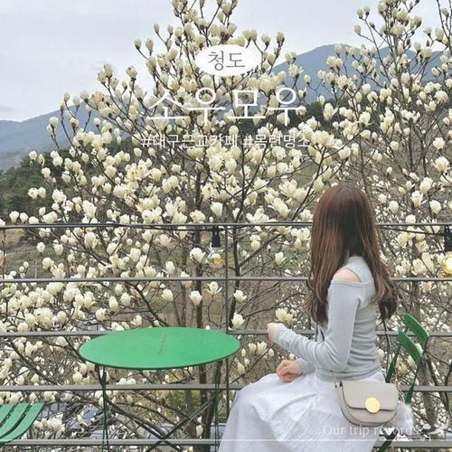 대구 근교 카페 소우모우 청도 목련 아이랑 가볼만한 자연 카페