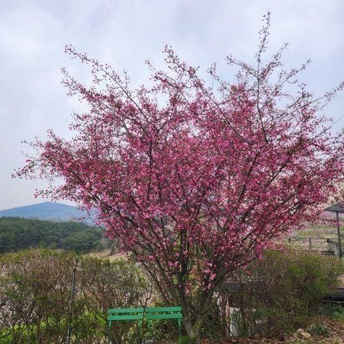 산책하기 좋은 청도읍성/뷰맛집 식물복합공간 대형카페 소우모우