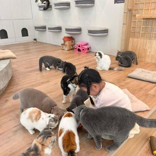 Mali Cat Cafe / 치앙마이 고양이카페 / 아이랑 가볼만 한 곳