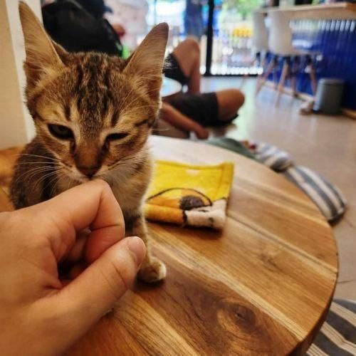 치앙마이 올드타운 고양이카페 Pet's Paradise cafe...