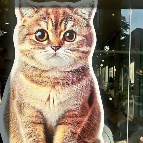 말리 캣 카페 (Mali cat cafe)- 치앙마이 한 달 살이