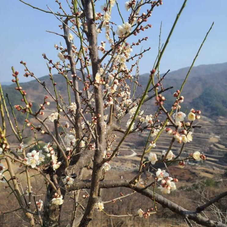 봄이 오는 지리산반디스테이