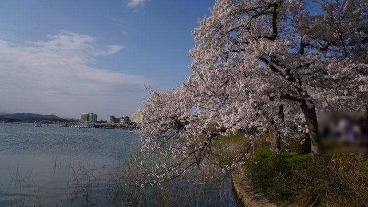 경주 벚꽃에 대표적인 경주 힐튼 호텔 주변 [보문 벚꽃](24....