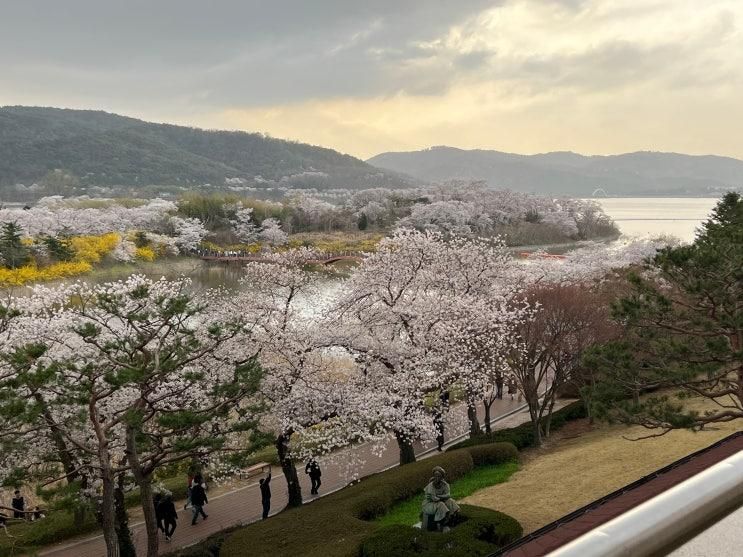 경주 벚꽃 포토존 명소 /대릉원 돌담길, 보문호수, 힐튼호텔 후기