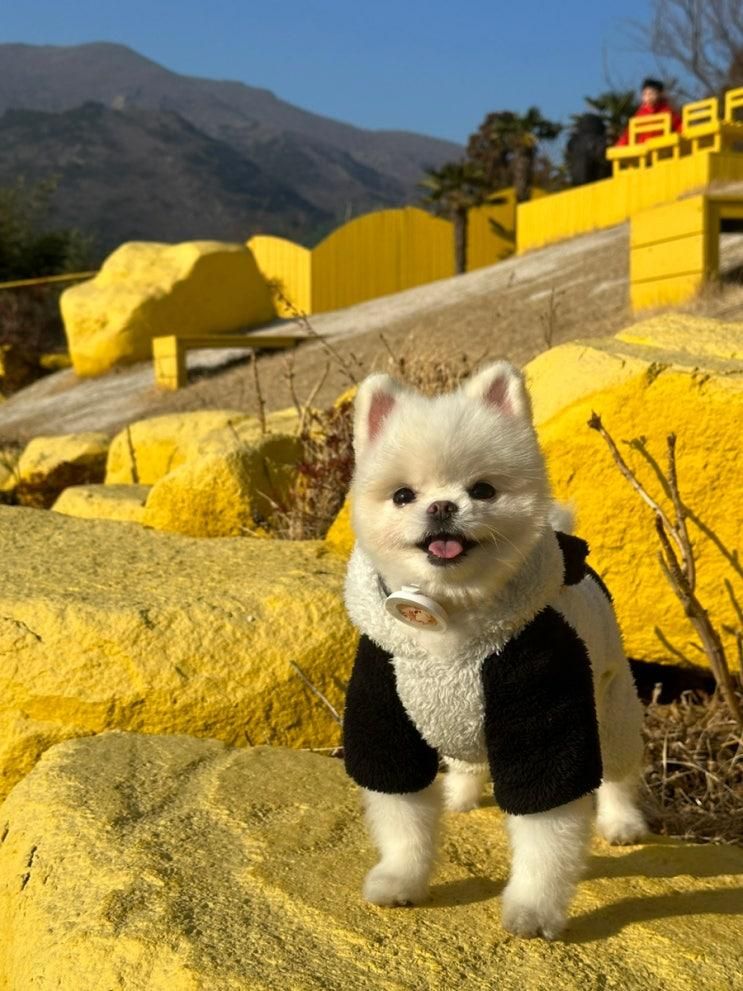 [거제/맛집] 애견동반 가능한 바람의핫도그 본점 노랑버덩 가는길