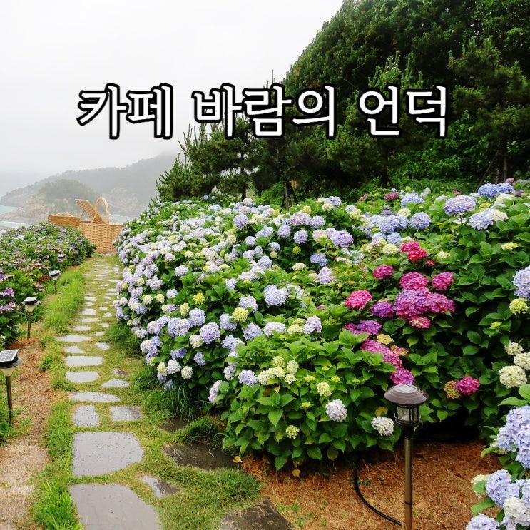 거제 수국 카페 바람의 언덕 개화 상황 포토존