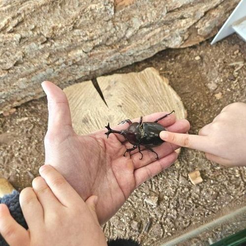 아이와 가볼만한곳 추천 용인 곤충테마파크 곤충장난감 놀이키트