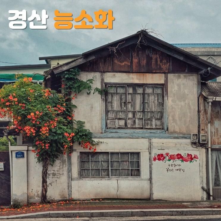경산 능소화 명소 적산가옥 실시간 개화, 위치 및 주차정보