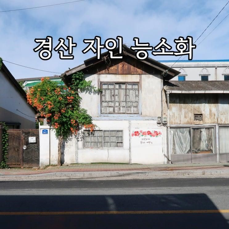 경산 자인 적산가옥 능소화 명소 주차 위치 개화