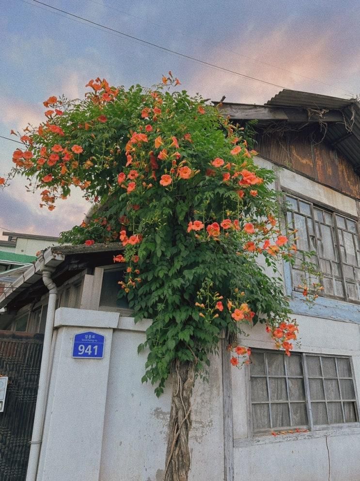 대구 경산 능소화 명소, 적산가옥 설총로941 개화상태