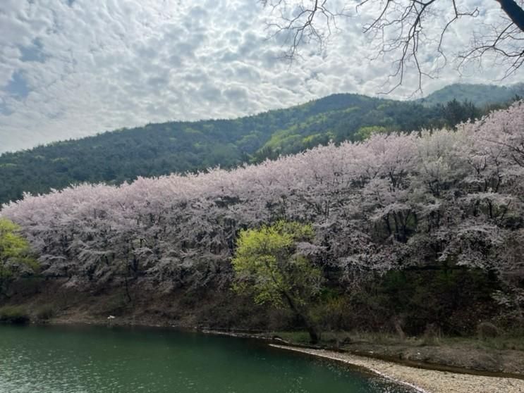 대구 내관지 청계사, 벗꽃 둘레길