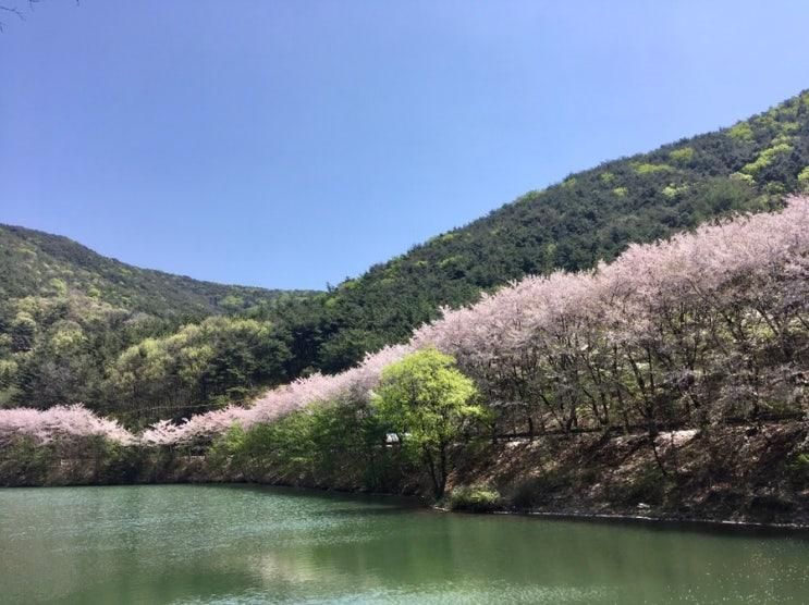 대구, 내관지-청계사 벚꽃길