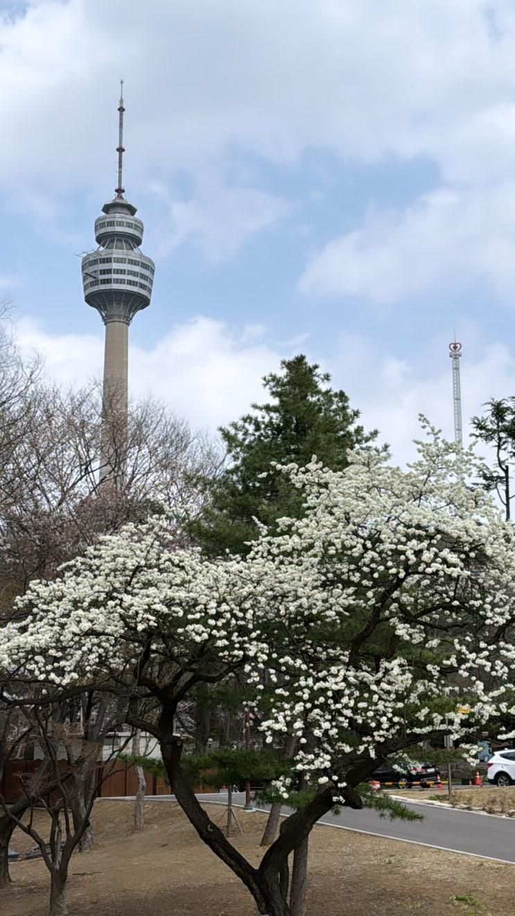 대구 4월 벚꽃 명소 [강정보, 이랜드, 대구스타디움,청계사]