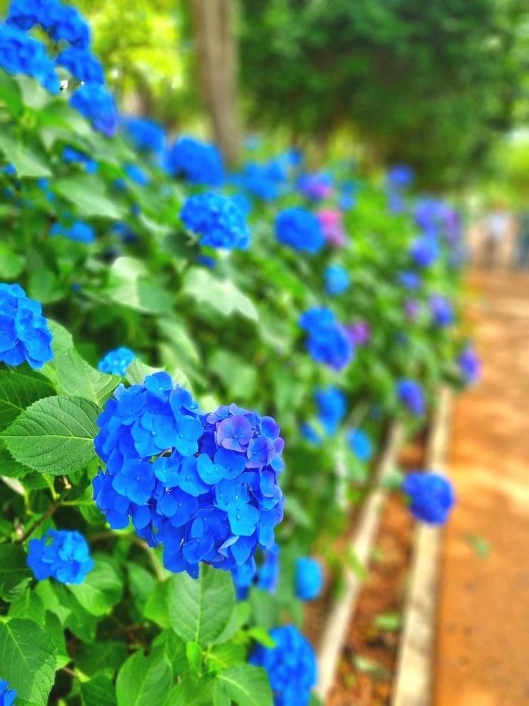 울산 동구 수국 꽃구경 대왕암공원