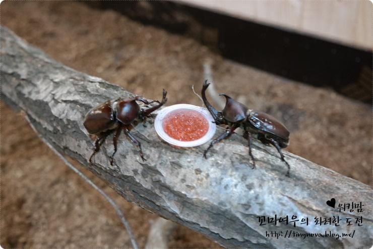 광주키즈카페보다 신났던 옐로우지브라 담양 곤충박물관