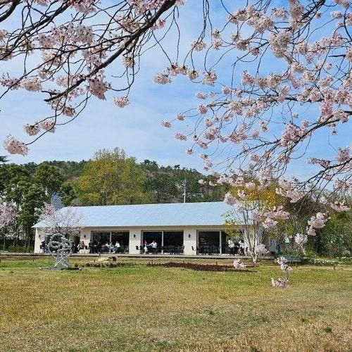 지금 최고 예쁜 부산 벚꽃 카페, 스타벅스 기장 임랑원점...