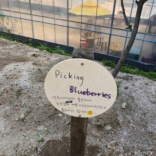 아이들의 소확행 풀충전이 가능한 포천 블루밍팜 블루베리 체험