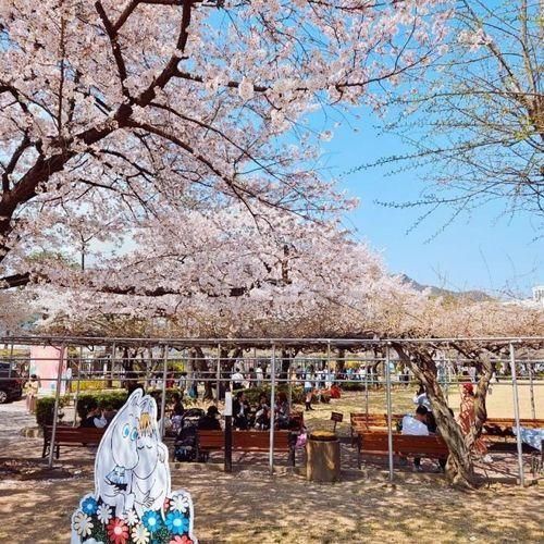 아이와 북촌 나들이 : 북촌전시실, 정독도서관 벚꽃 만개