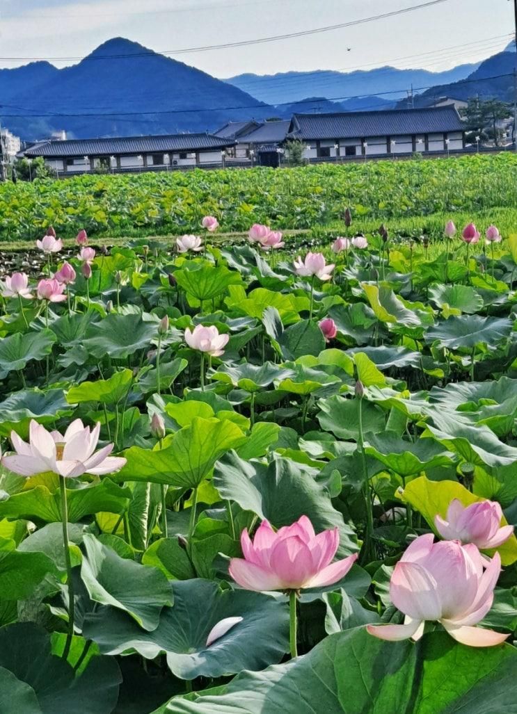 충북 옥천여행  6월 7월... 육영수생가, 옥천전통문화체험관...