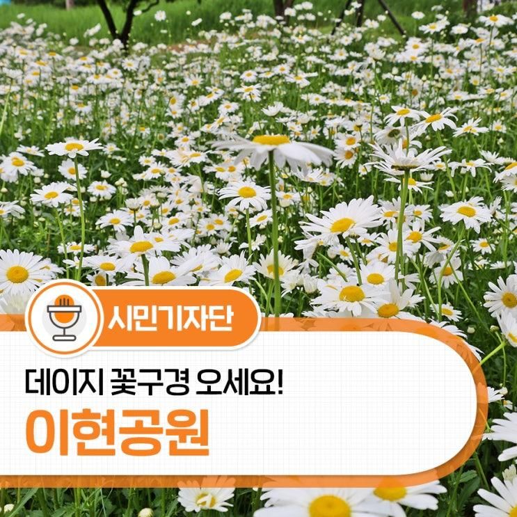 대구 이현공원 데이지 봄나들이