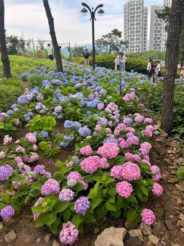 이현공원 수국