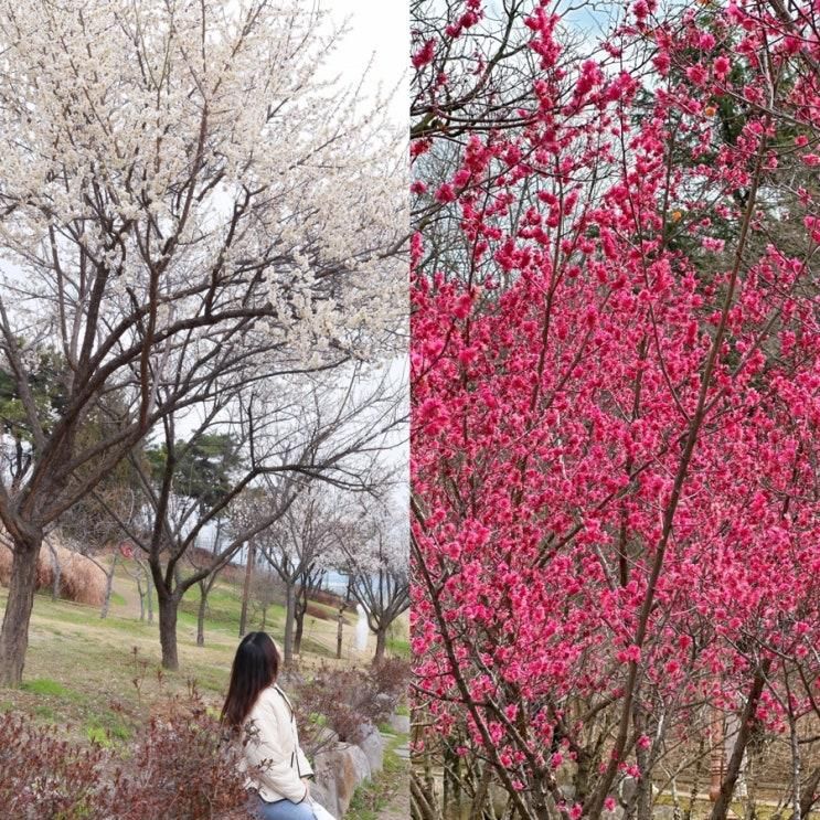 대구 꽃구경 가볼만한곳 서구 이현공원 매화명소 주차장 포토존