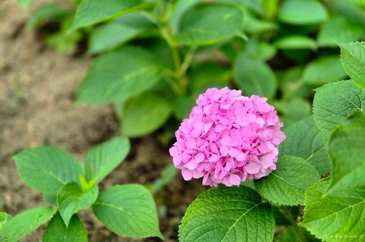 대구 수국 명소, 수국을 볼 수 있는 대구 이현공원 6월 풍경.