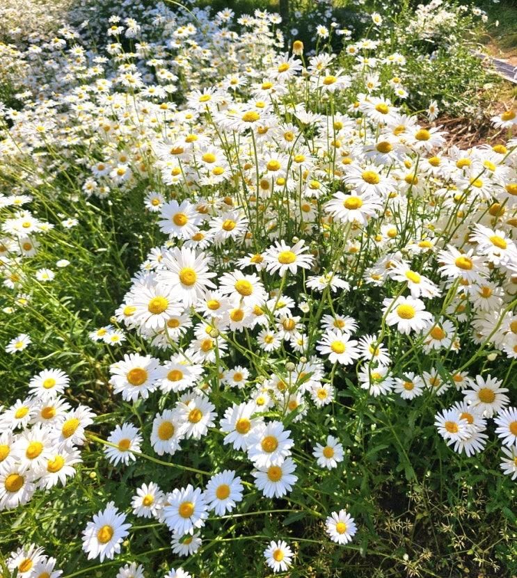 대구 이현공원 샤스타데이지 둘러보기 (위치, 주차장)