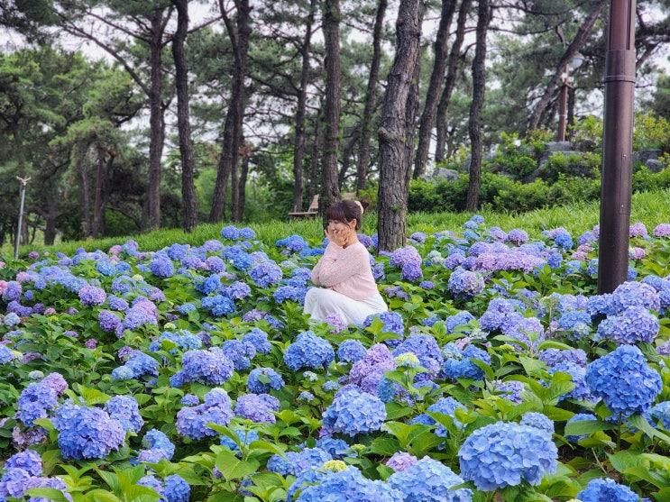 대구 이현공원 6월 화려한 수국 명소(개화현황, 포토존, 주차...