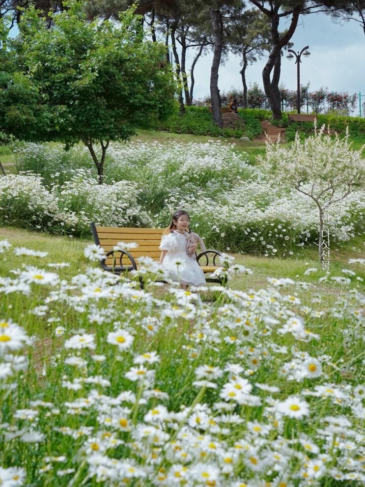 5월 봄 꽃구경 대구 샤스타 데이지 명소 이현공원 룰루랄라