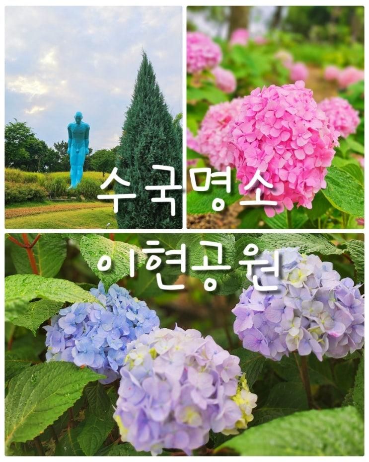 [대구] 수국 명소 이현공원 수국 정원 현황