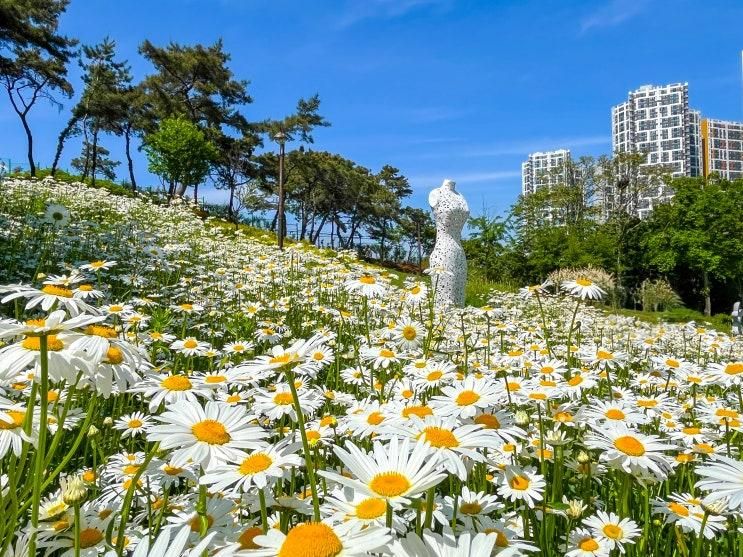 대구 이현공원 샤스타데이지 주차 및 가는 방법