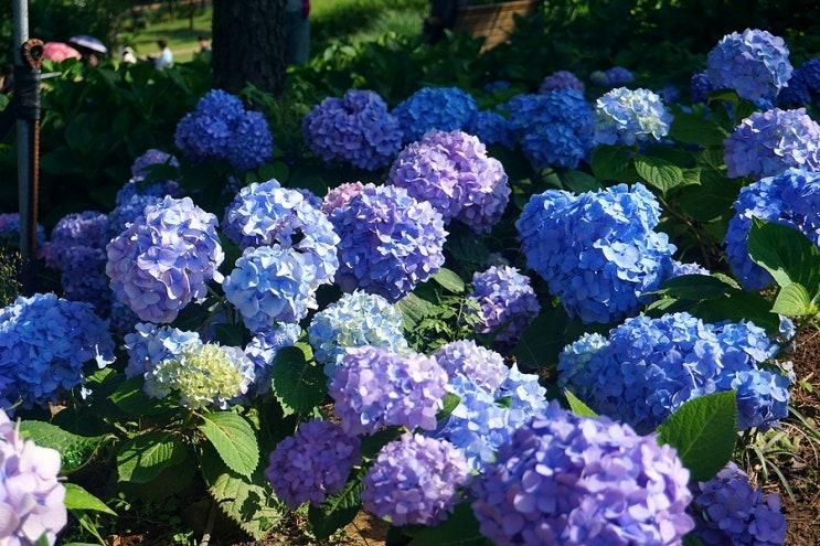 대구 꽃구경하기 수국명소 이현공원 수국 실시간