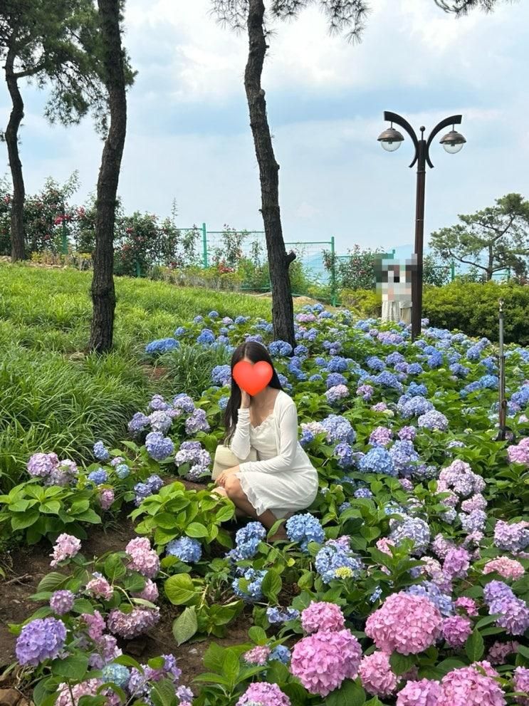 대구 6월 여행 가볼만한곳 추천, 수국 명소 이현공원