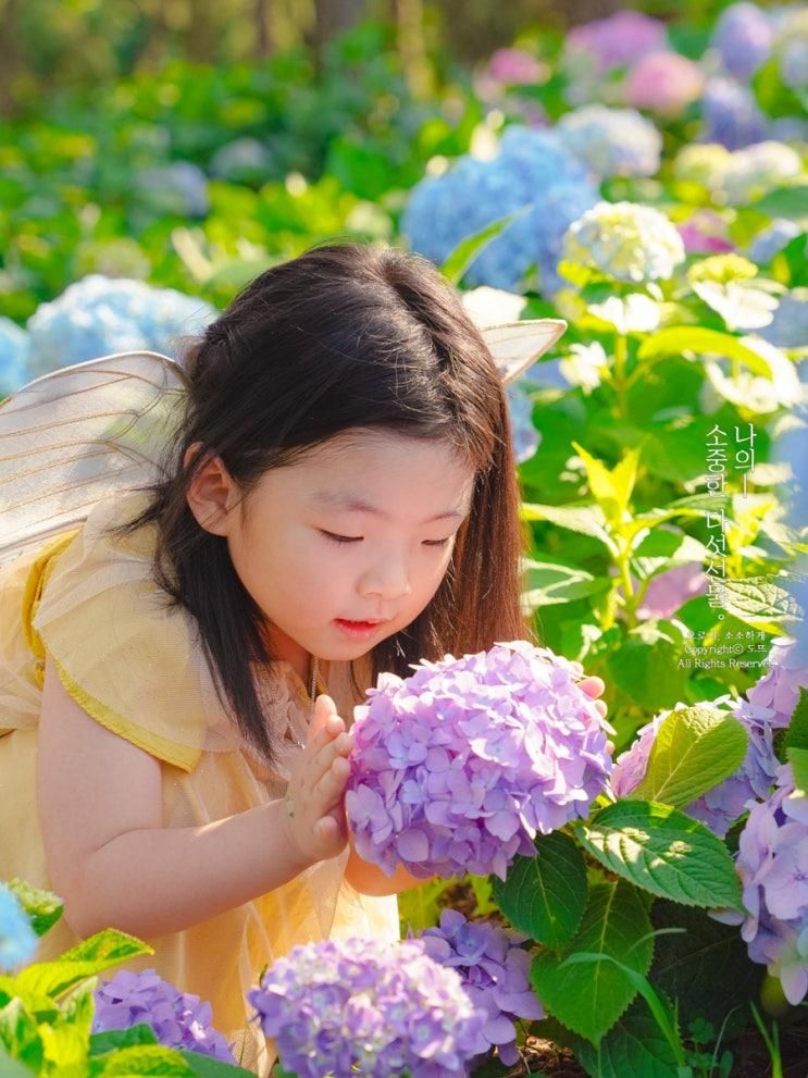 대구 6월 꽃구경 이현공원 수국 명소 탐스런 꽃이 몽글몽글...