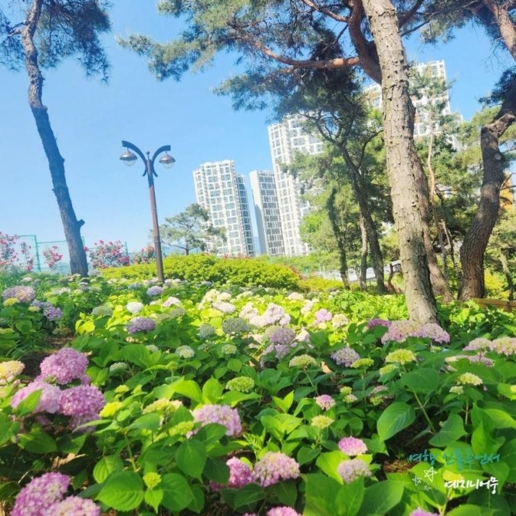 가볼만한곳 이현공원 수국 샤스타데이지/이곡장미공원 장미꽃