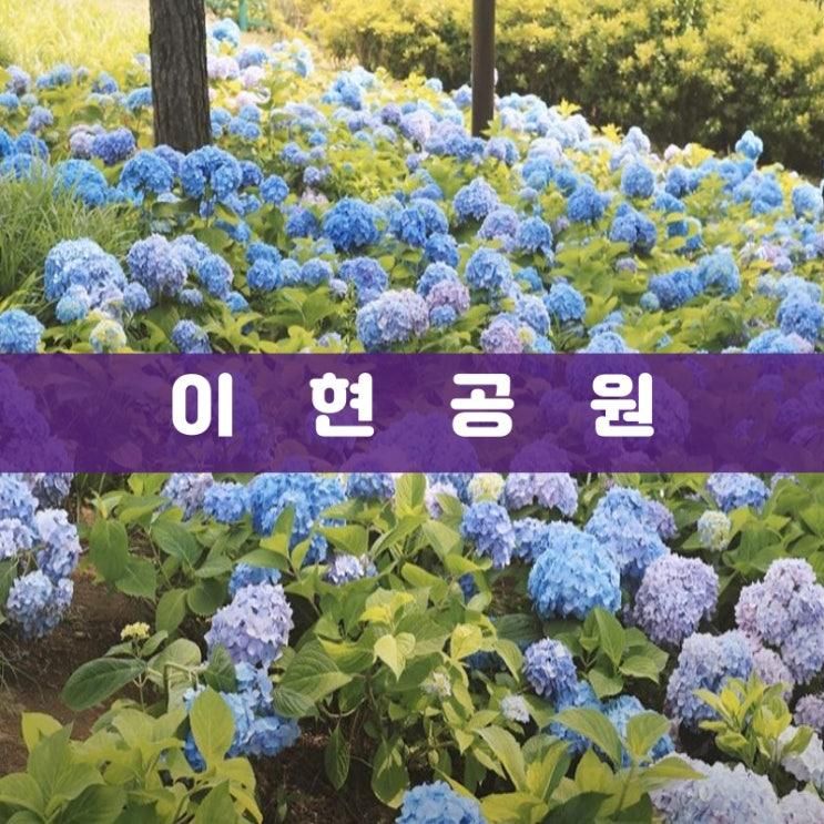 대구 이현공원에서 산책과 꽃들, 놀이터와 물놀이장 등 다양한...