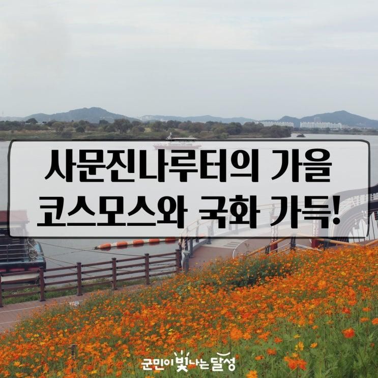 대구 가을 풍경 사문진나루터 황화코스모스 국화 예뻐요!