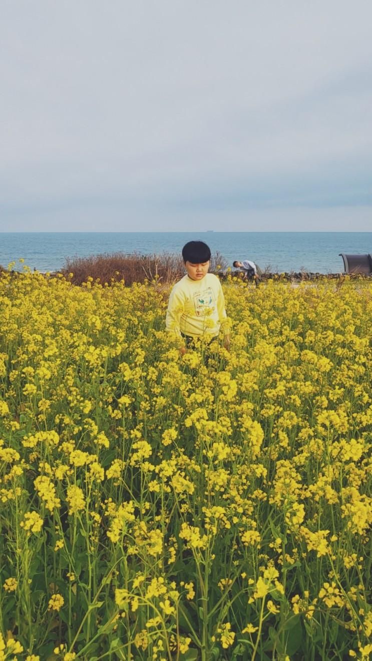 [울산의 봄] 슬도/언양/무거동 궁거랑/화봉동 화동못수변공원...